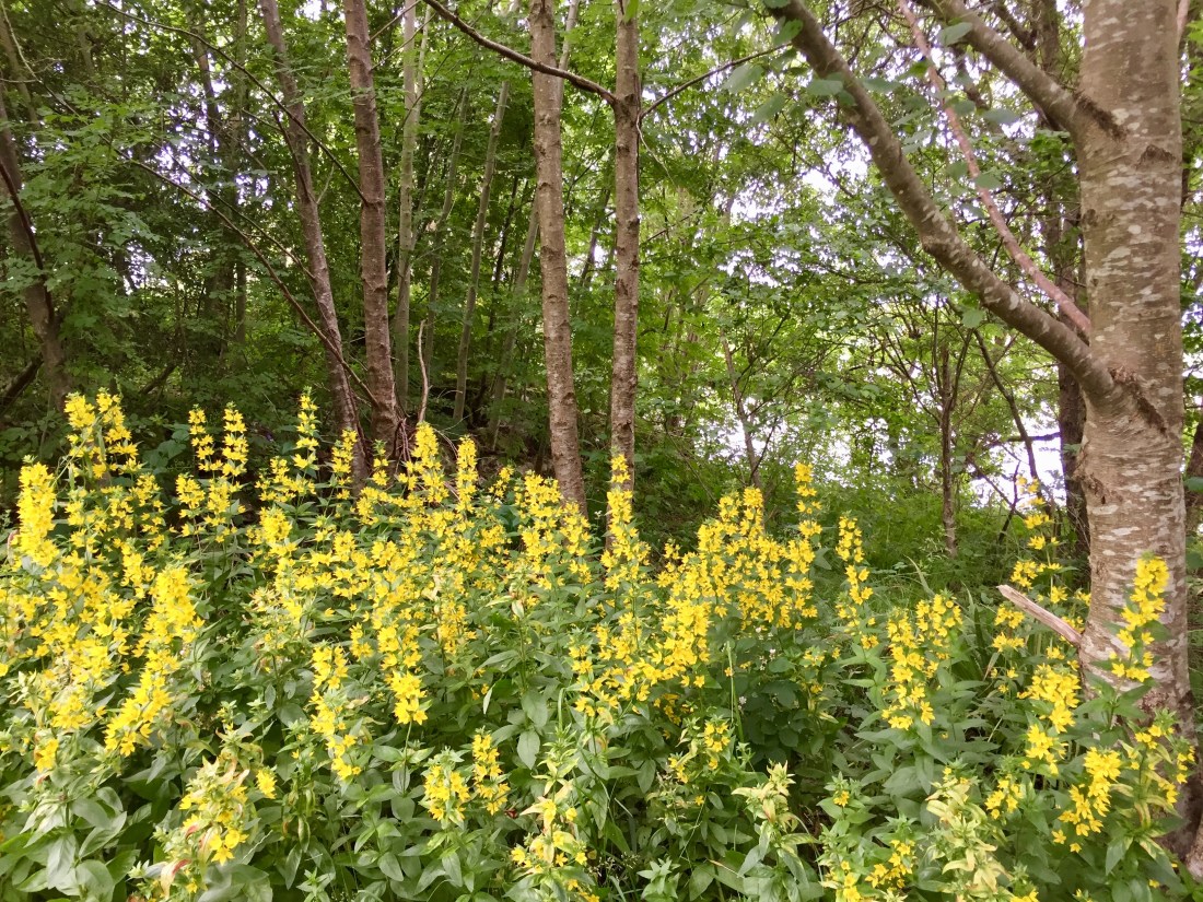 Wild flowers on the Great Glen Way, Fort William