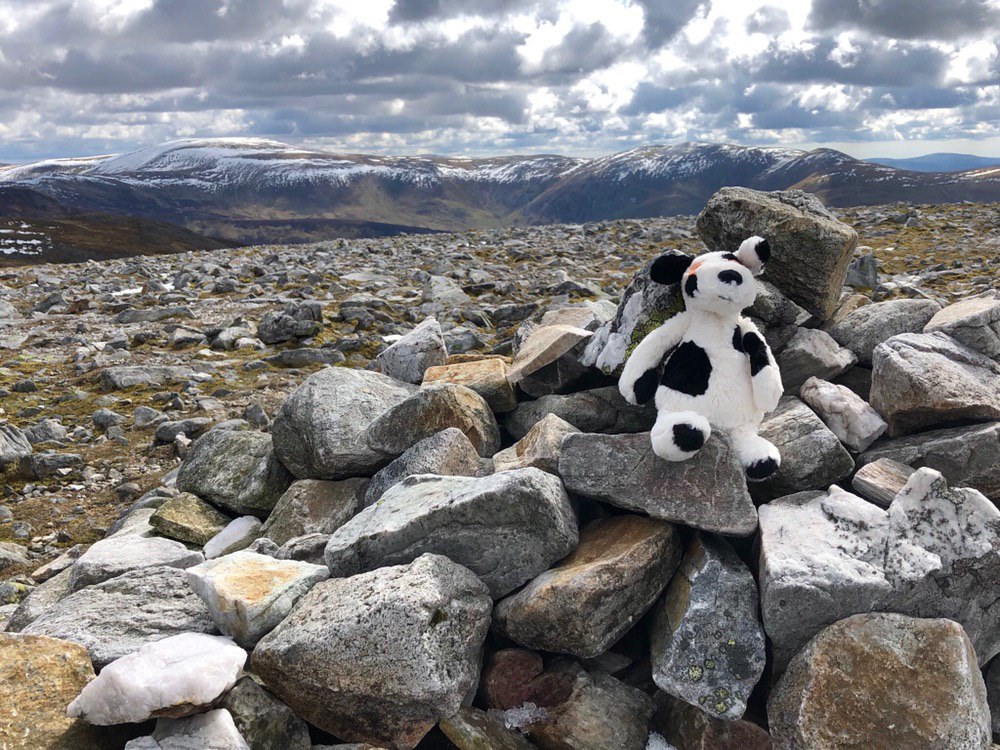 Charlie Dog on Carn a’ Gheoidh #50in150 #charliehouse