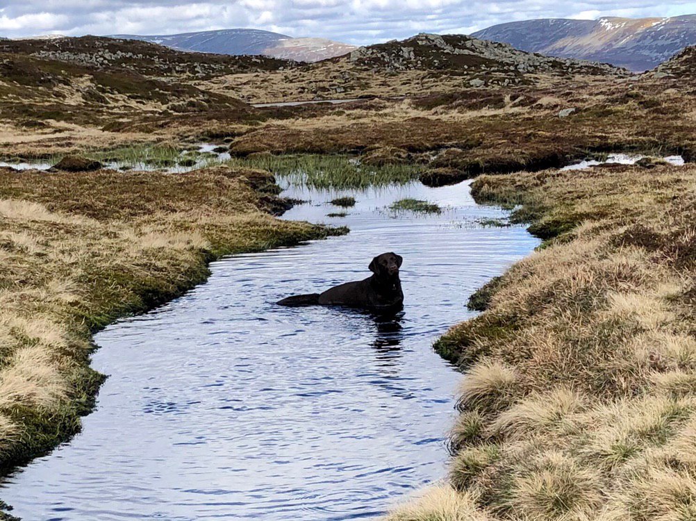The Cairnwell Trio: Bella takes a dip (Glenshee)