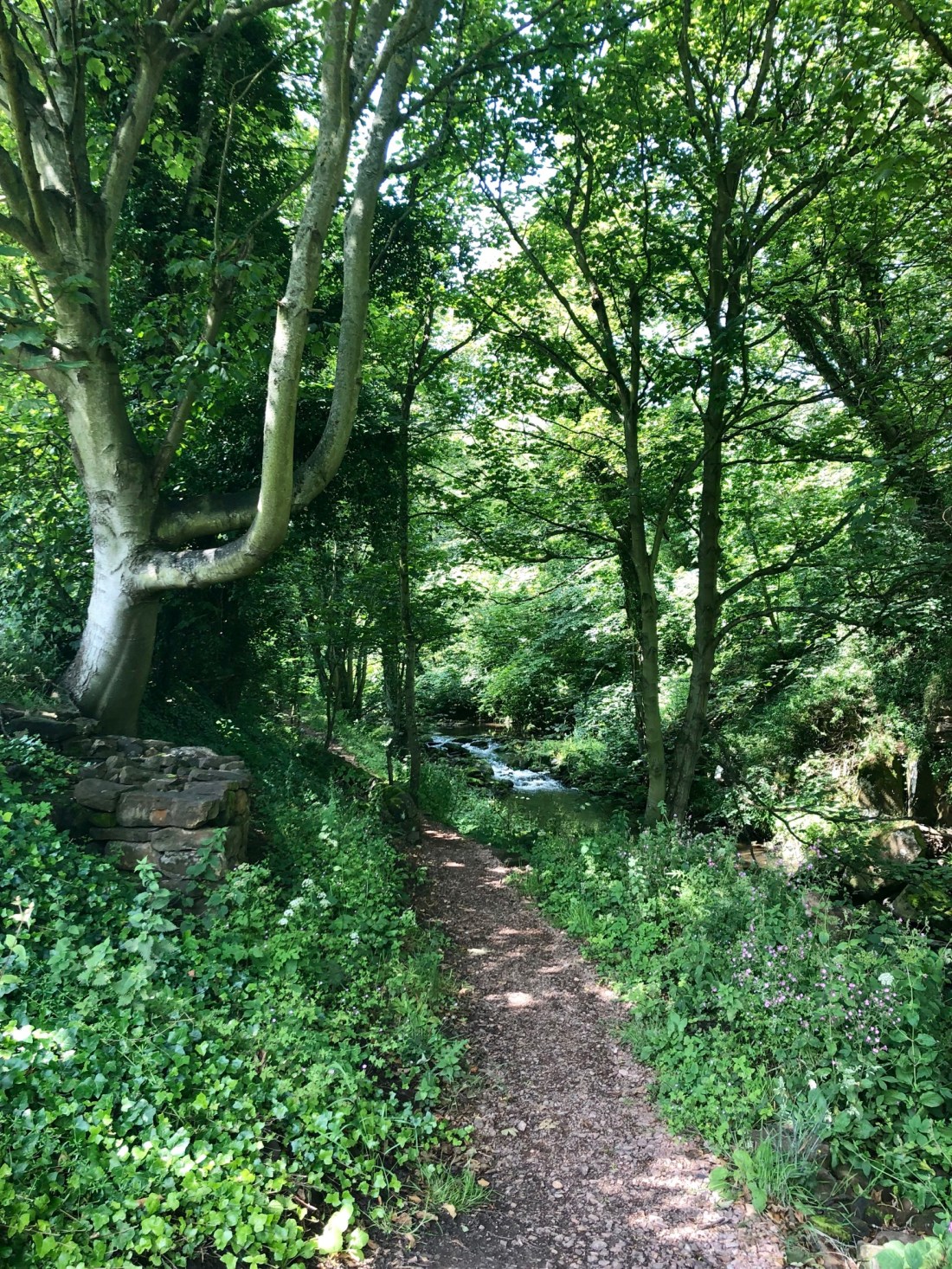 Fife Coastal Path: wooded section at Boarhills