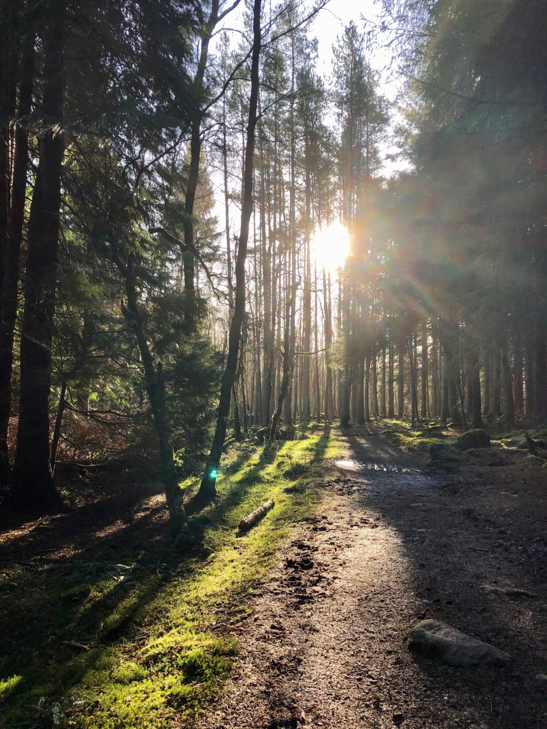 Scolty Trails, Banchory