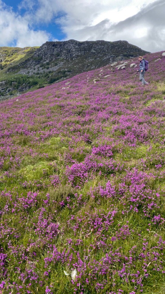 Beautiful Scottish heather